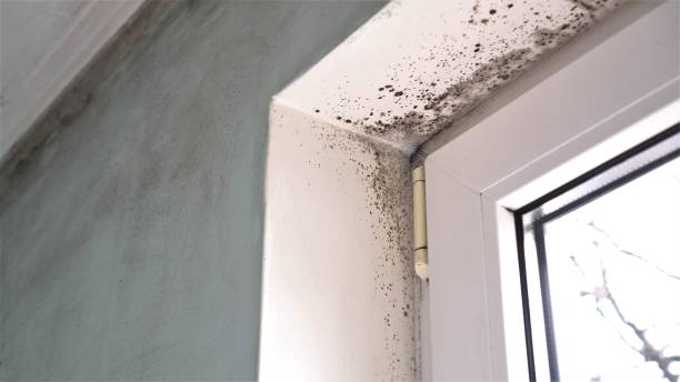 Best Preventive Mold Services in Eagle Butte, SD