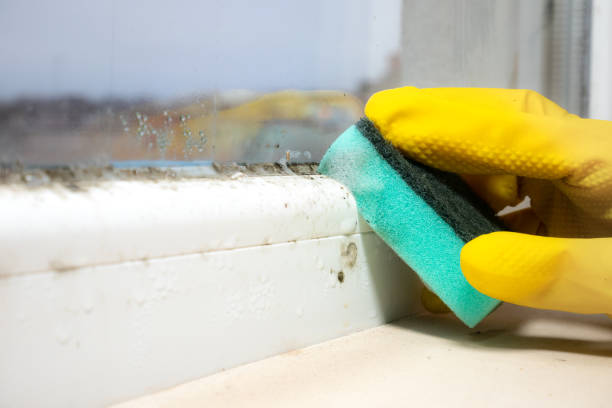 Best Emergency Mold Remediation in Eagle Butte, SD