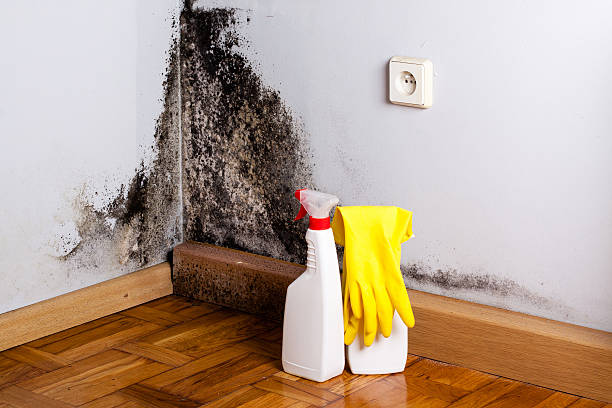 Best DIY Mold Remediation Support Services in Eagle Butte, SD