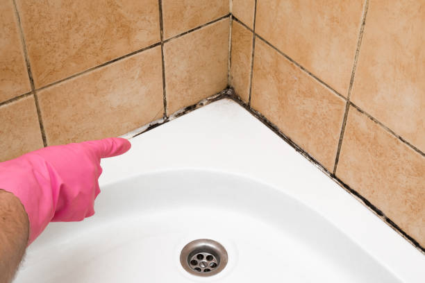 Best White Mold Remediation in Eagle Butte, SD